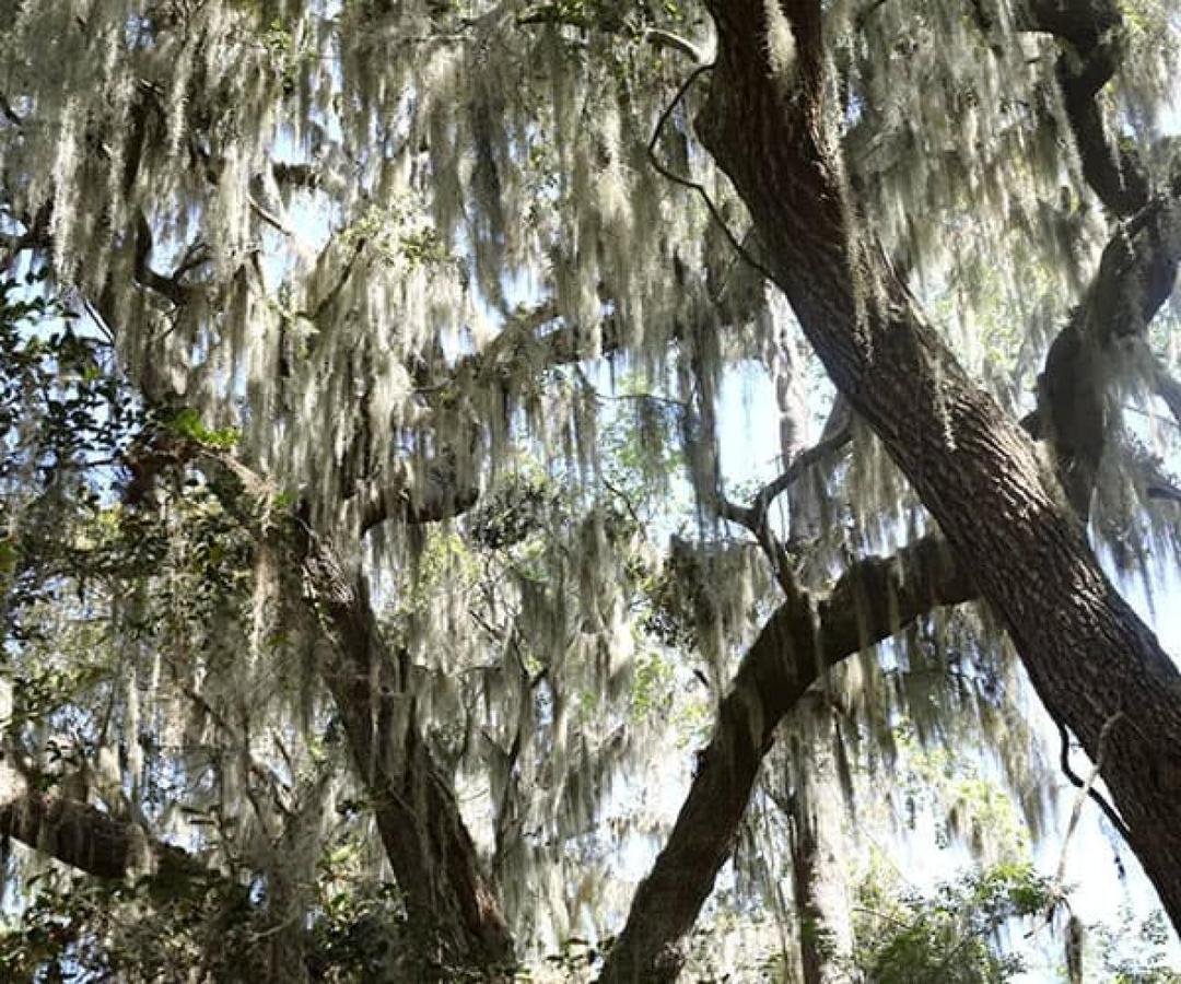 PHOTOS OF SECRET TOURS Charleston