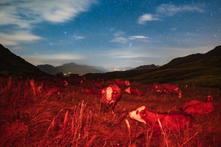 Killing sacred cows – burger style