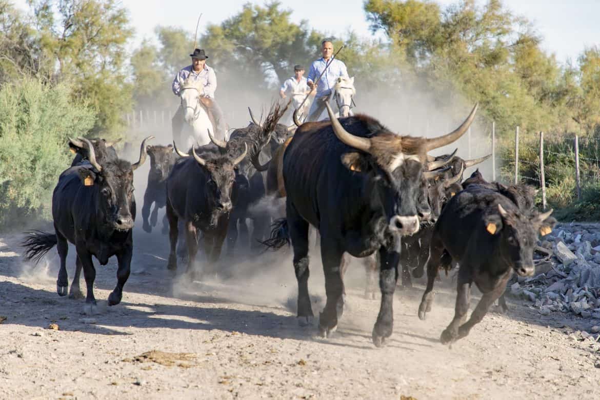 camargue-3767352_1920