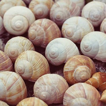 Escargot: Everything You Should Know Before Eating