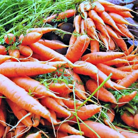 fresh carrots madison