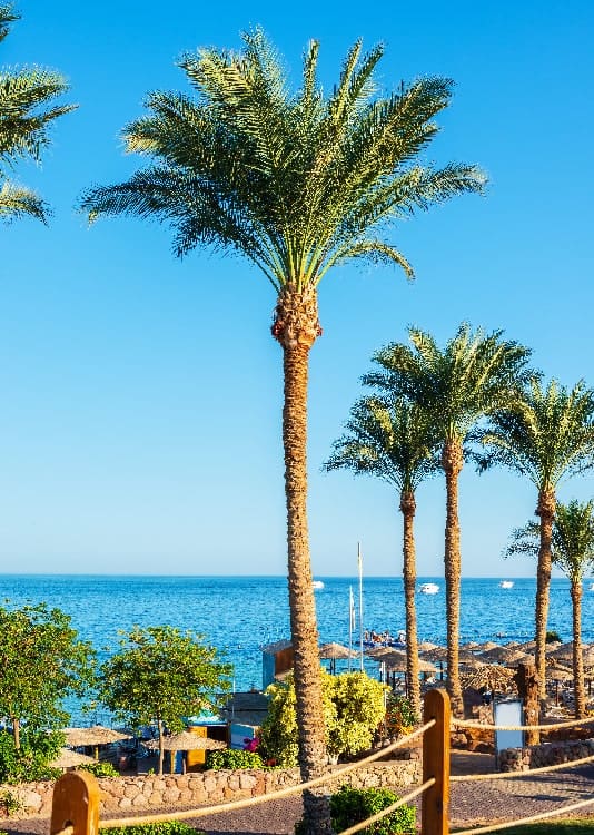 palms in egypt